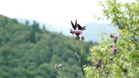 Schmetterlinge-Sitzen-Auf-Blume-4k