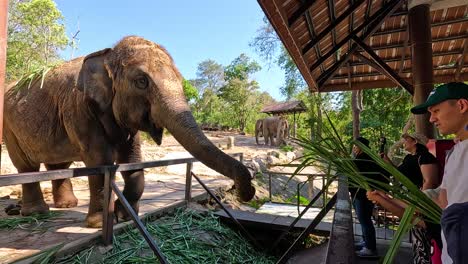 los visitantes alimentan a un elefante en el zoológico