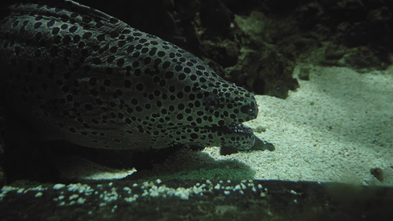 anguila morena de panal en el fondo del acuario abriendo y cerrando la boca