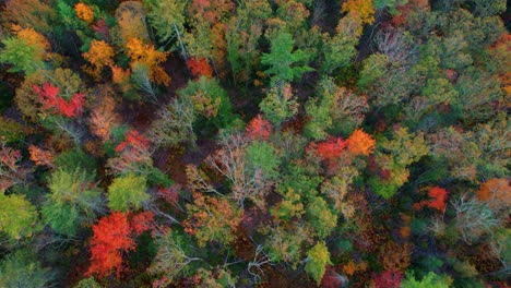 Impresionantes-Imágenes-De-Video-De-Drones-Aéreos-Del-Colorido-Dosel-De-Otoño