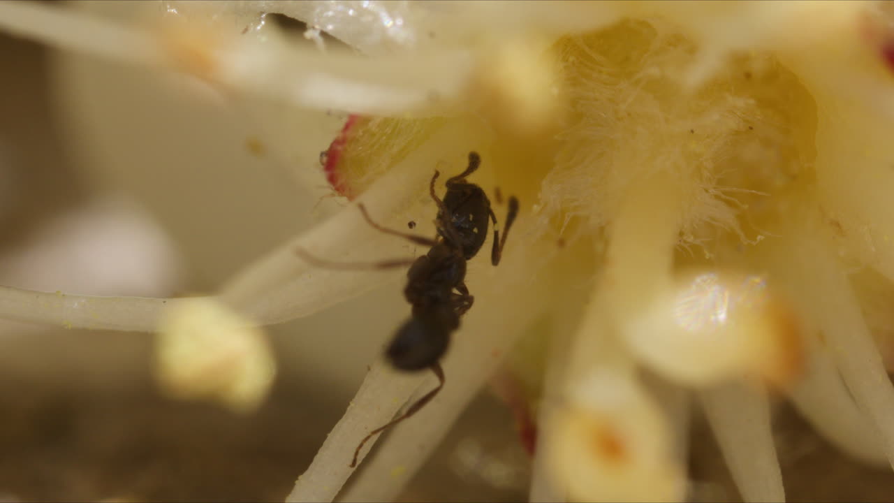 hormiga comiendo néctar en fotinia × fraseri flor macro vida silvestre de cerca en la naturaleza en la naturaleza
