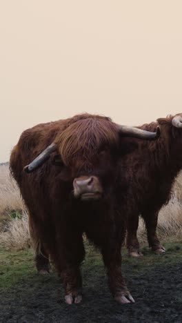 highland cattle in a field