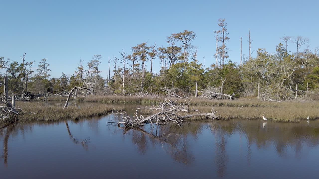 소금 습지에 있는 저어새의 넓은 구도