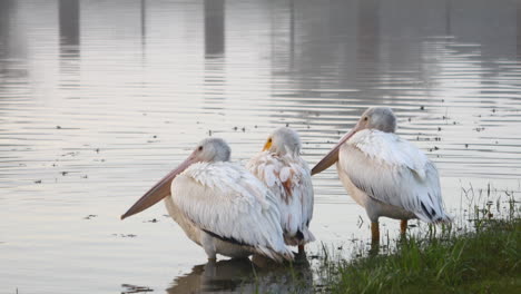 this is a video of several pelicans resting during winter migration