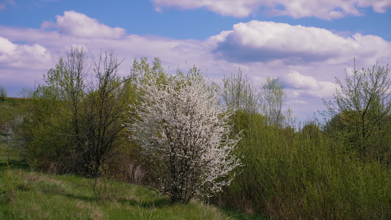 Beautiful spring nature on sky background. The wind swaying young branches of trees in the meadow. White blossom tree among green bushes and trees.