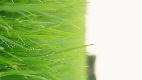 vertical de las hermosas plantas de arroz en un hermoso campo de arroz en granjas orgánicas a la hora de la puesta del sol