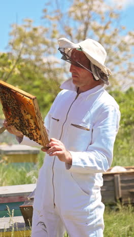 apiculturist in white outfit checking bees on sunny day. beekeeper holding a frame together with metal instrument. numerous bees flying around. vertical video