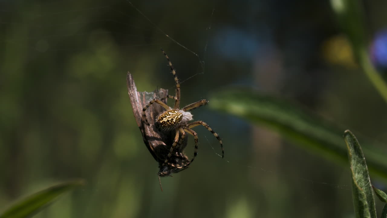 거미 사냥 나비