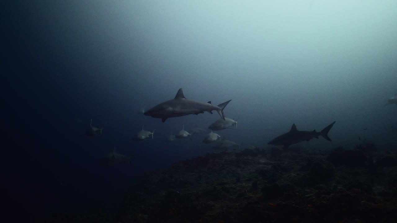 Grey shark on coral reef
