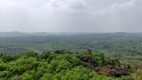 Striking-trees-grow-in-the-forest-mountain