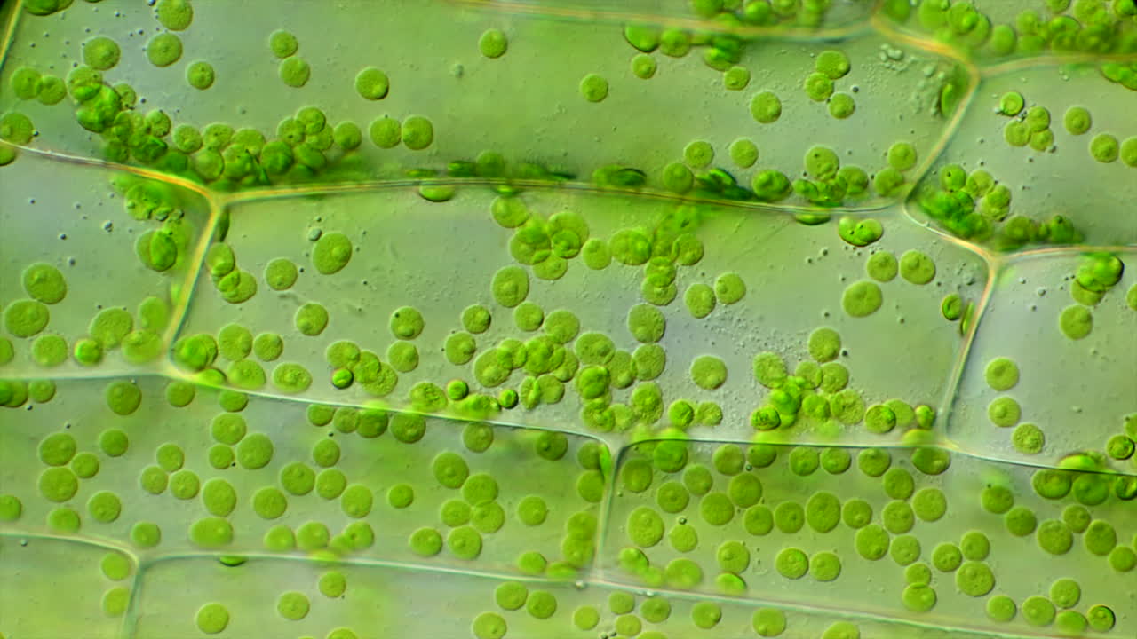 Microscopic view of plant cells with chloroplasts