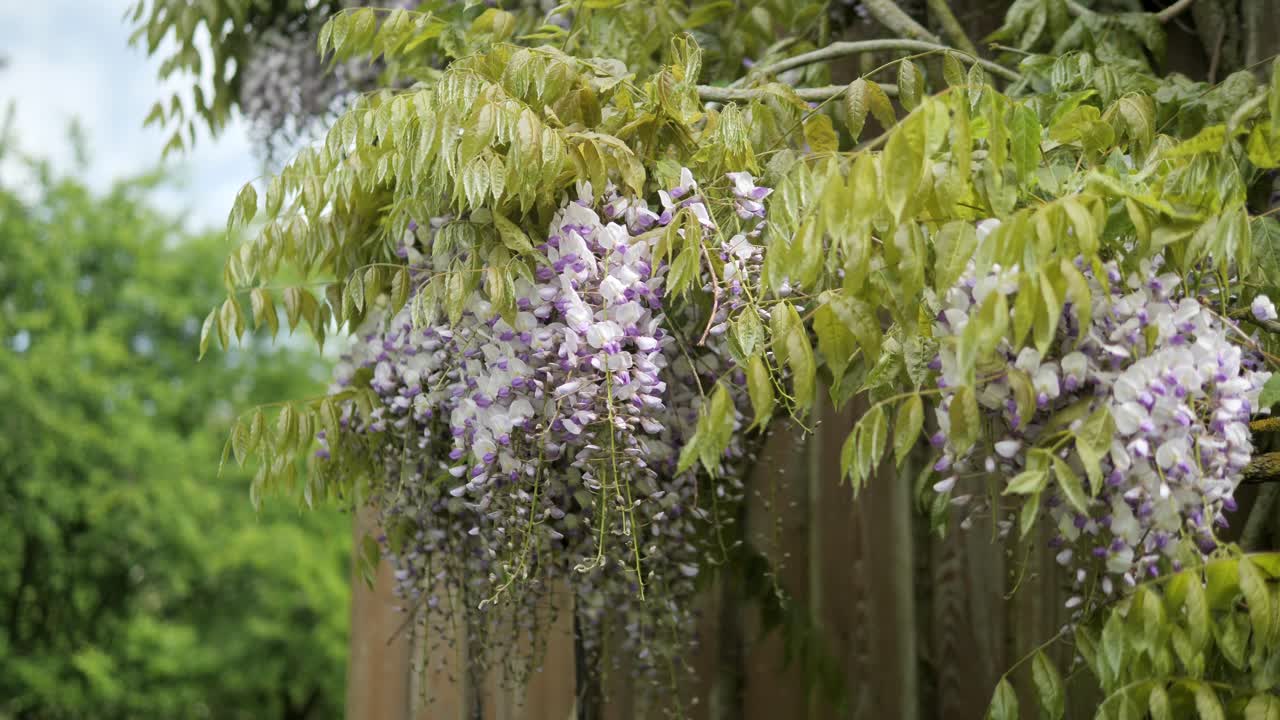 Blooming wisteria sinensis bush growing against wooden wall of house