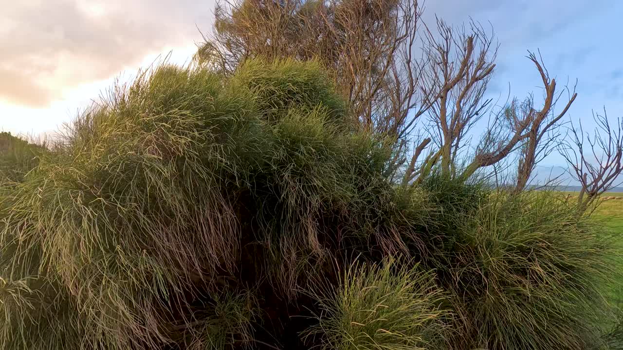 오스트레일리아 멜버른의 그레이트 오션 로드 (great ocean road) 를 따라 활기찬 하늘을 배경으로 부드럽게 흔들리는 푸른 풀.