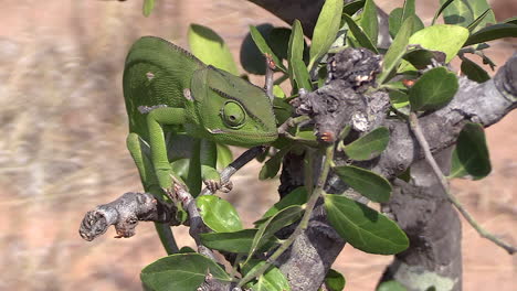 detail of flap-necked chameleon on a branch