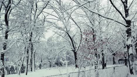 pan right shot of snow-covered trees in an urban park during winter