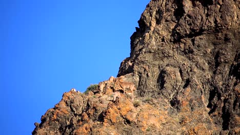 Cabras-Montesas-En-Un-Acantilado-Escarpado-En-Un-Día-Soleado