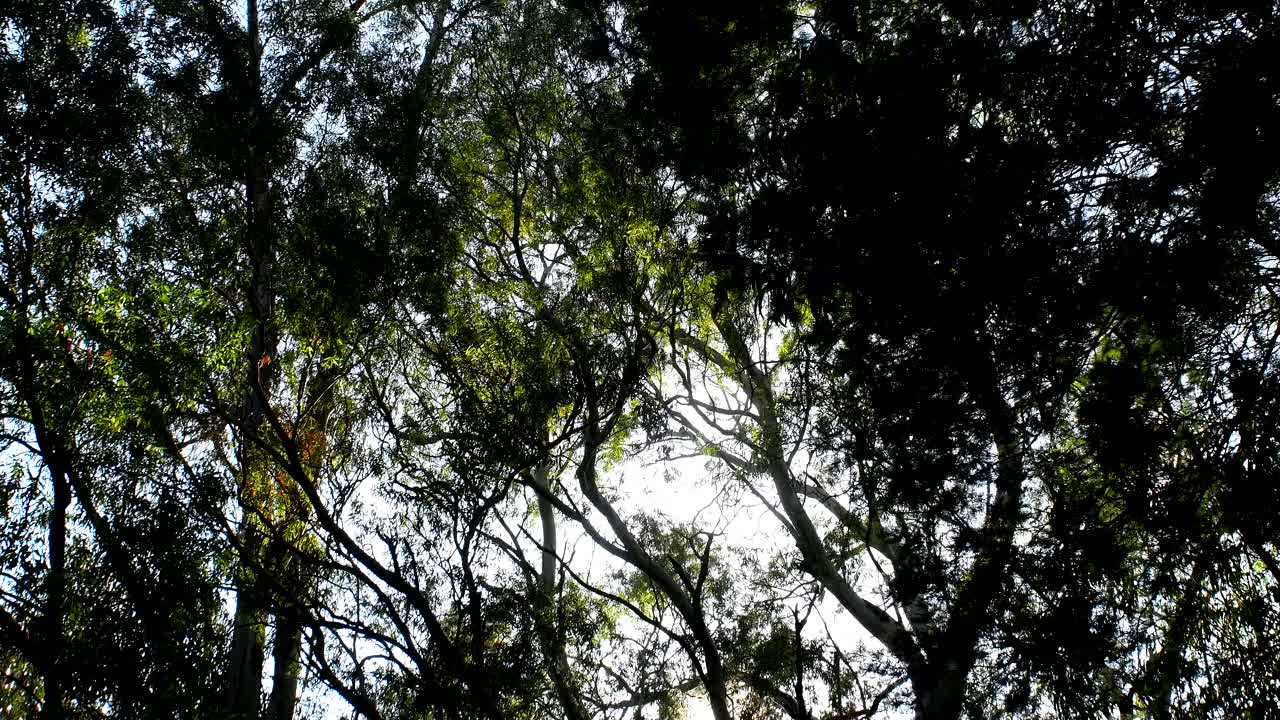 Under the trees of the beautiful Tandil forest in Argentina - tilt up