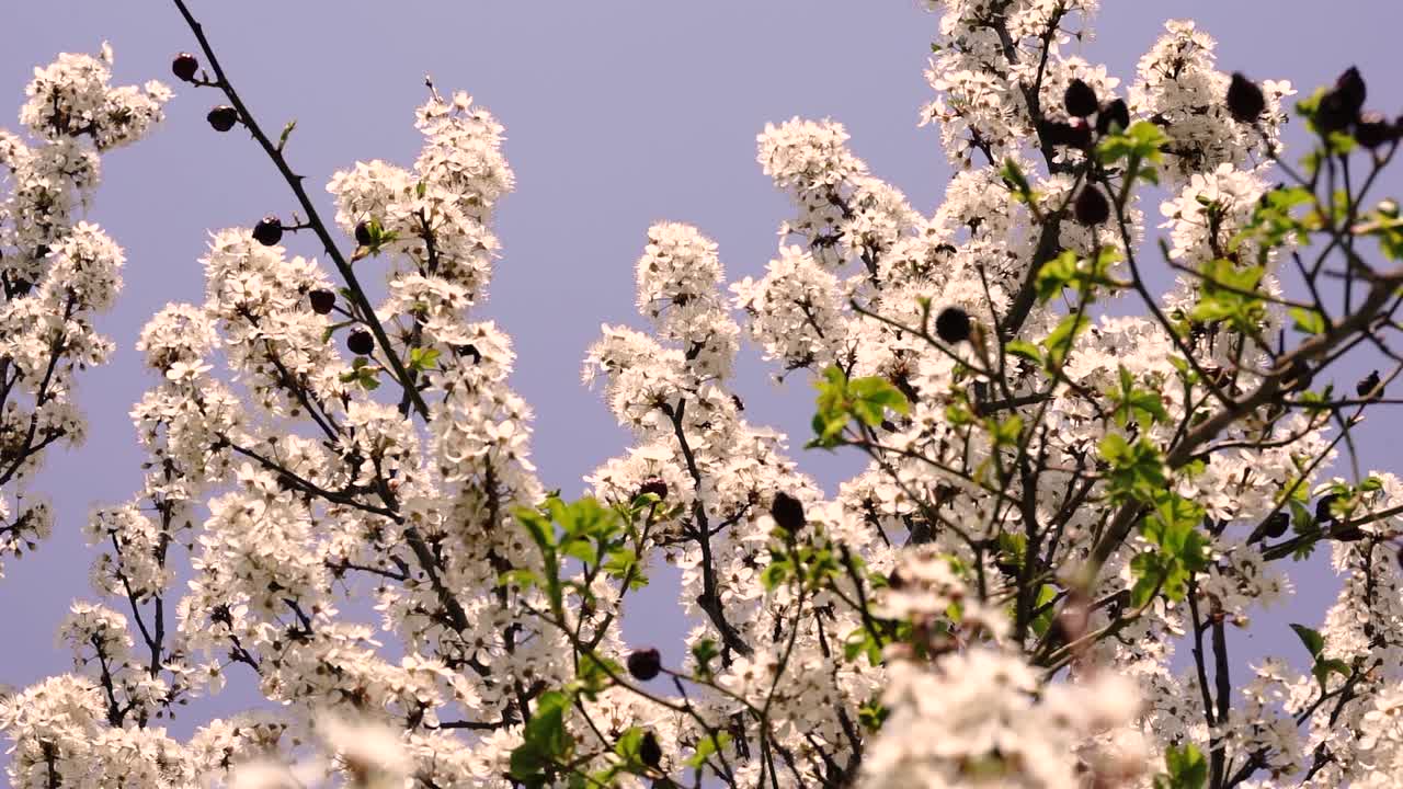 봄철에 꽃이 만발한 하얀 나무를 보여주는 카메라 움직임