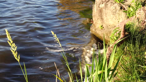 water lapping at some rocks along the shore of a lake