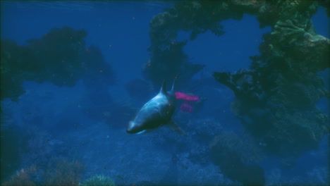 shark in a coral reef