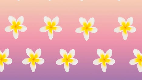 Composition-of-rows-of-white-and-yellow-flowers-moving-on-pink-background