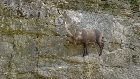 cute male young capra ibex jumping downhill on rocky cliff in sunlight