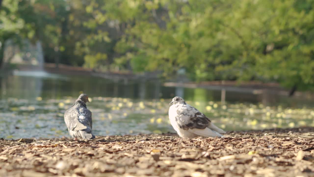 비엔나 공원, stadtpark - wien mitte에서 일몰 동안 따뜻한 날씨를 즐기는 호수 근처의 두 마리의 새