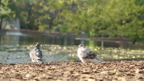 Two-birds-near-the-lake-enjoying-the-warm-weather-during-sunset-in-Vienna-park,-Stadtpark---Wien-Mitte