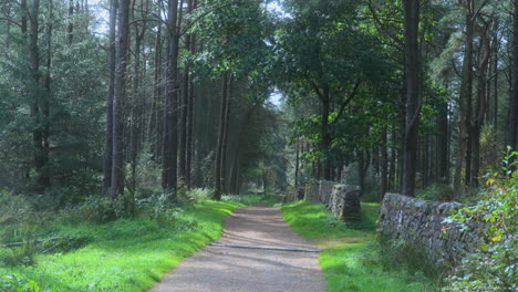 Deserted-forest-path-dappled-with-sunlight-on-summer-day-with-slow-pan-upwards