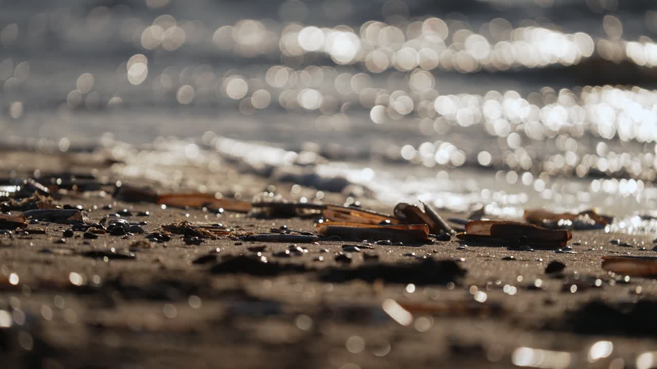 Seashells on the Beach at Sunset