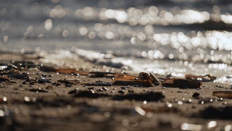 conchas en la playa al atardecer