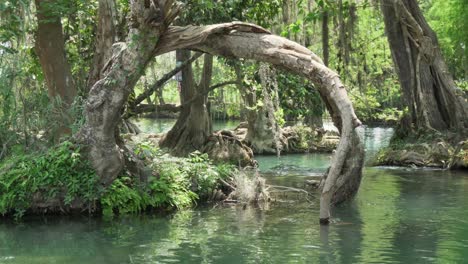 Raíz-De-Un-árbol-Surrealista-En-El-Río-En-El-Trampolín