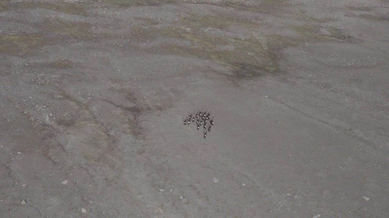 Herd of reindeer running in barren landscape of Iceland wilderness, aerial
