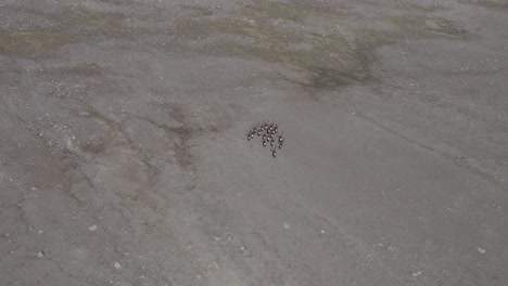 Herd-of-reindeer-running-in-barren-landscape-of-Iceland-wilderness,-aerial