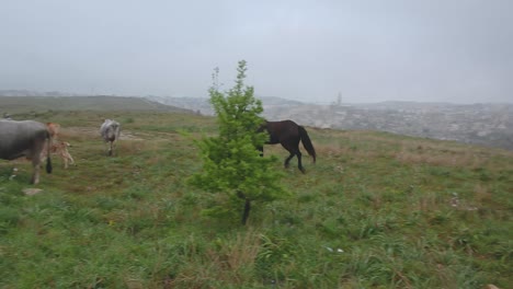 Caballo-Negro-Al-Galope-Que-Se-Une-Al-Rebaño-De-Vacas-En-El-Fondo-Del-Casco-Antiguo-De-Matera