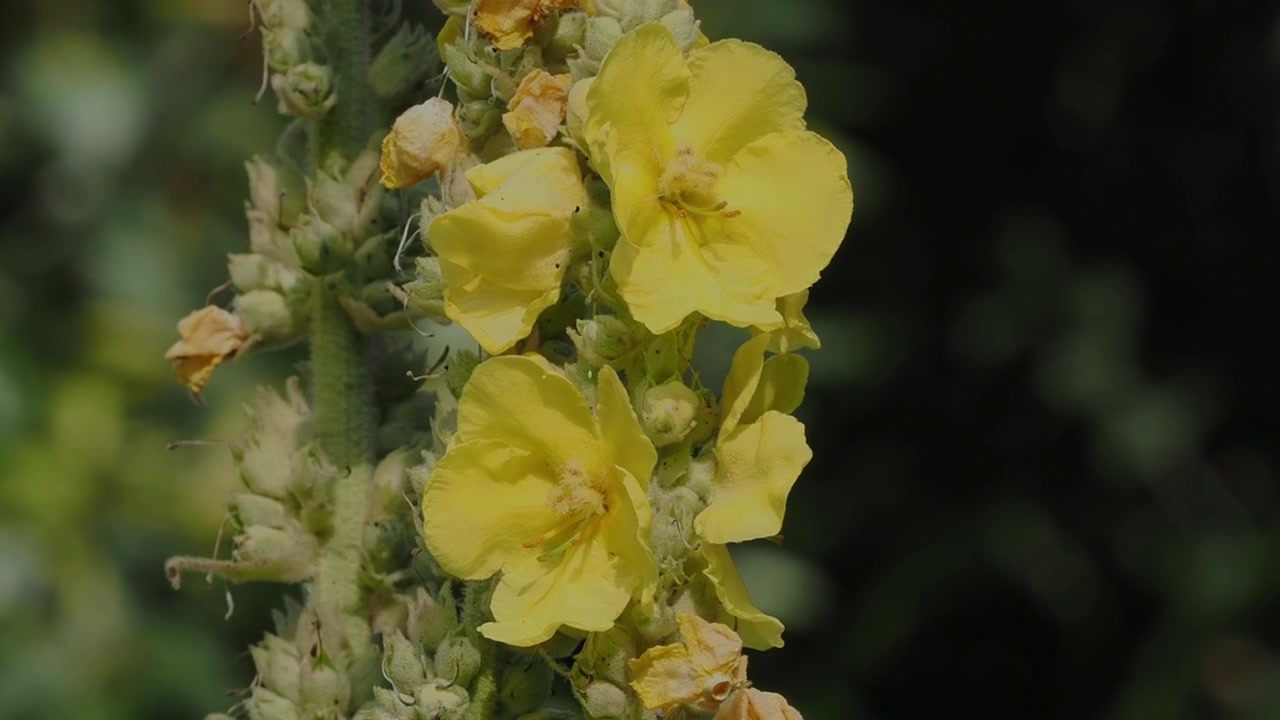 Spiga di fiori di Verbasco giallo in movimento a fuoco morbido