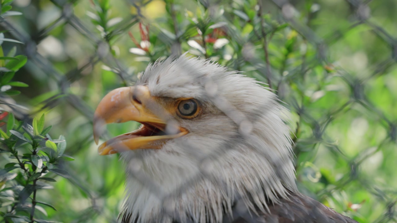 A close-up of a majestic eagle behind a wire fence, showing its sharp beak, piercing eyes, and striking feathers