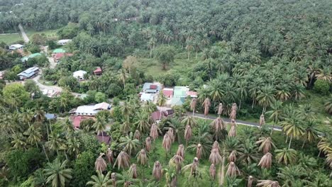 Palmeras-Secas-Cerca-Del-Pueblo-Malayo.