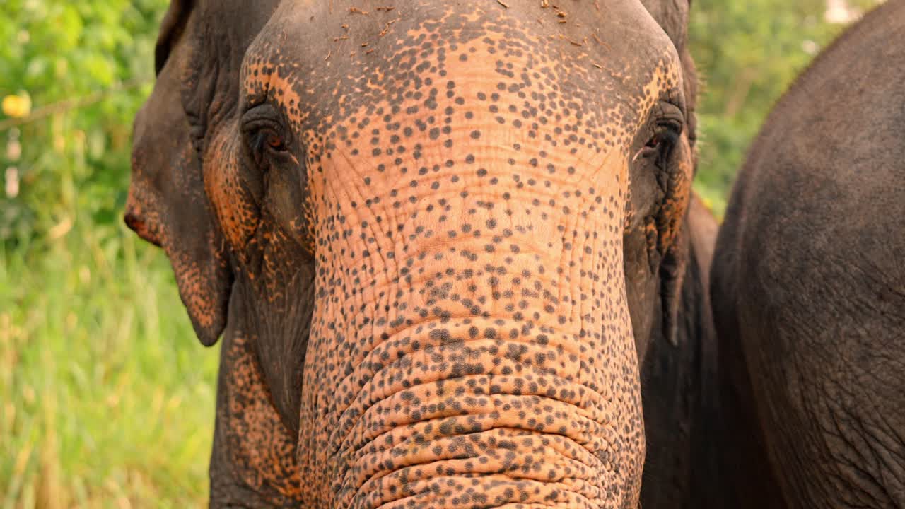 A detailed close-up of a Sri Lankan elephant showcasing its textured skin, expressive eyes, and powerful trunk.