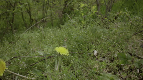 Nahaufnahme-Der-Wilden-Löwenzahnblume-Wächst-In-Der-Frühlingssaison-In-Freier-Wildbahn-In-Der-Natur