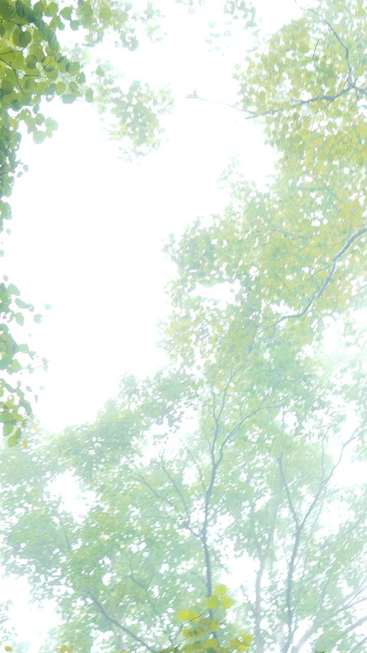 안개 숲의 가노피