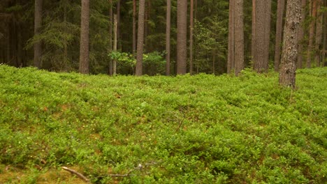 Morgen-Im-Grünen-Wald