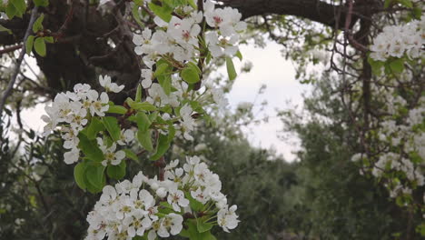 pear tree branches blooming white in spring orchard on windy day