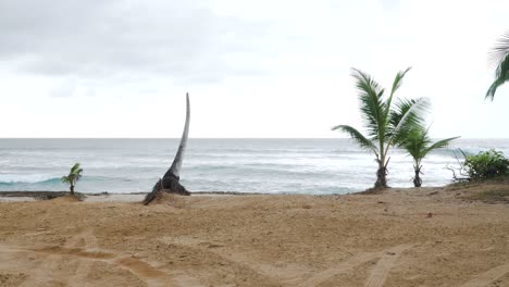 palmera sin palmeras en puerto rico
