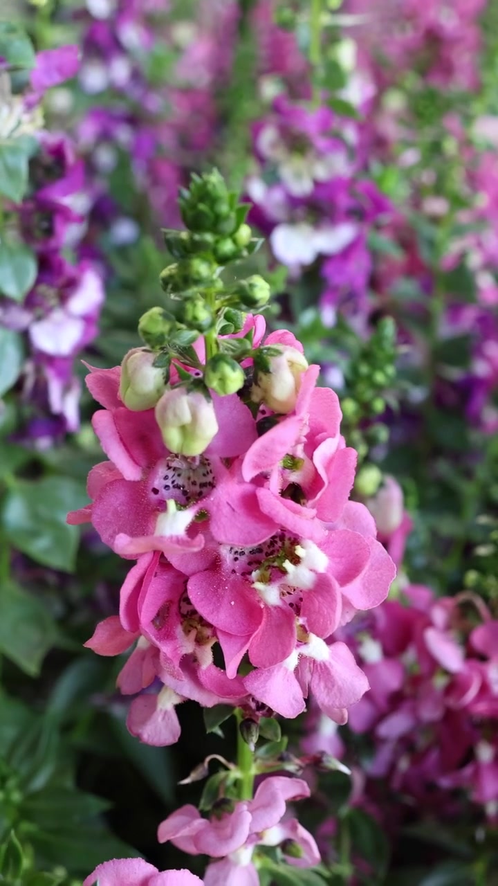 Time-lapse di fiori che sbocciano in un giardino vivace