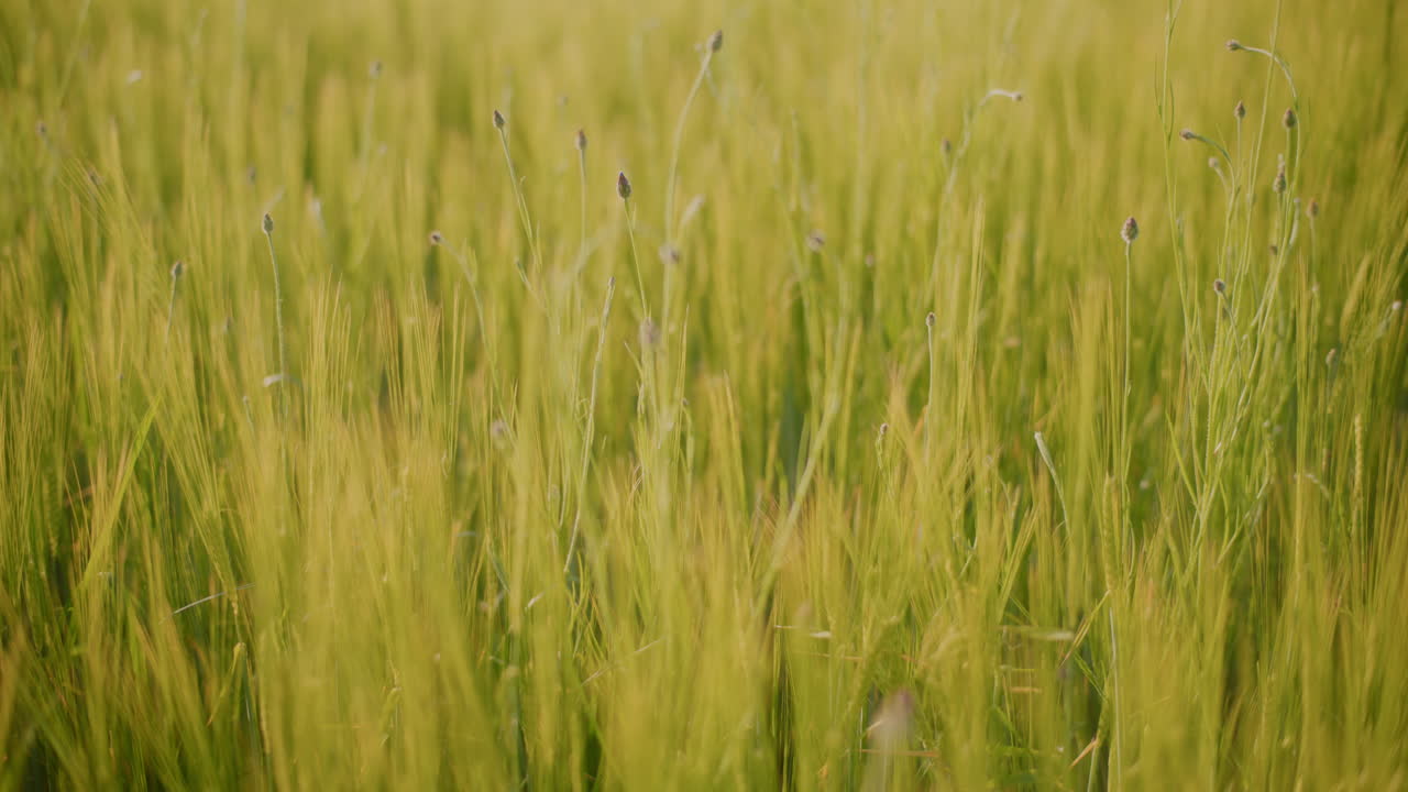 Blooming Grass Rural Landscape Meadow Sunset
