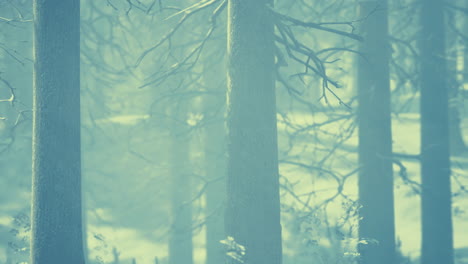 mystical-winter-forest-with-snow-and-sun-rays-coming-through-trees