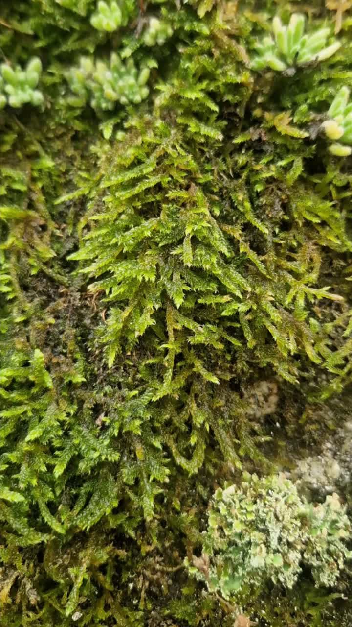 Close-up macro of vibrant green moss on a wet rock in autumn. A delicate spiderweb spans a dark stone crevice. Focuses on nature's detail, texture, and tranquility