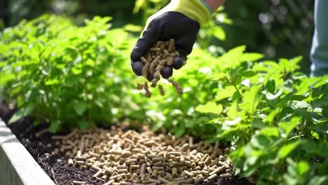 a gardener distributing organic fertilizer pellets into a lush vegetable bed, enhancing soil health and promoting healthy growth for vibrant plants