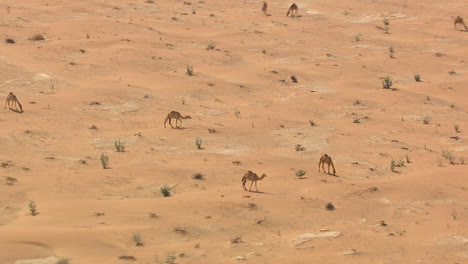 camellos caminando solos por el desierto